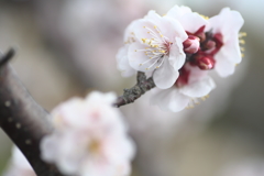 梅