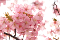 河津桜②