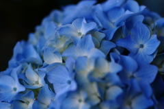紫陽花