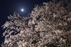 揺れ桜