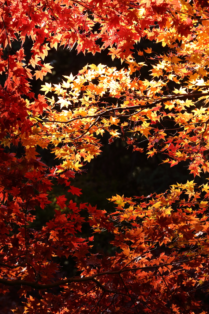 紅葉