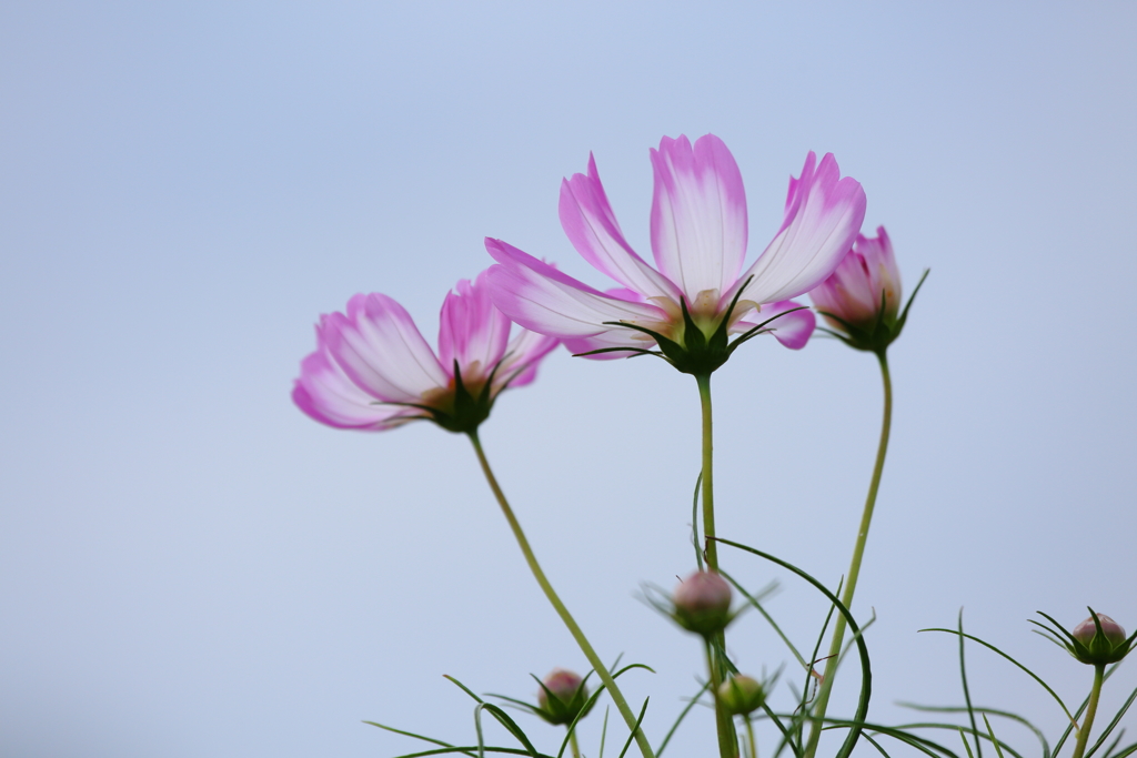 秋桜