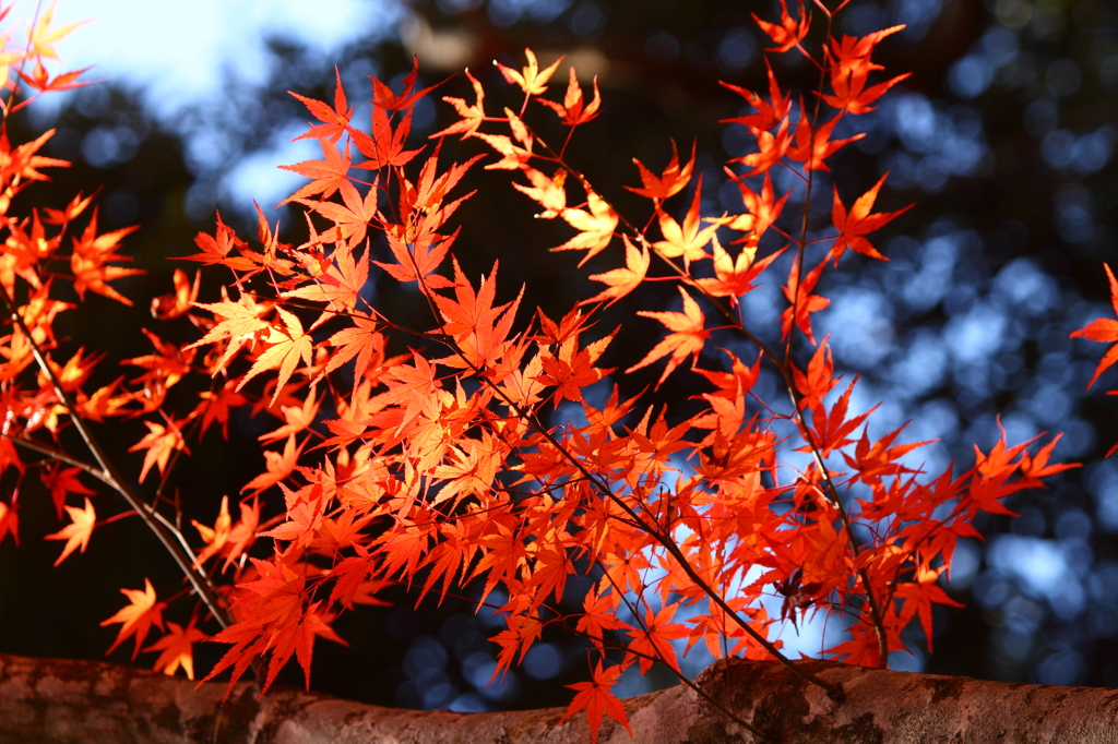 紅葉