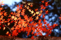 紅葉