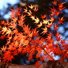 紅葉