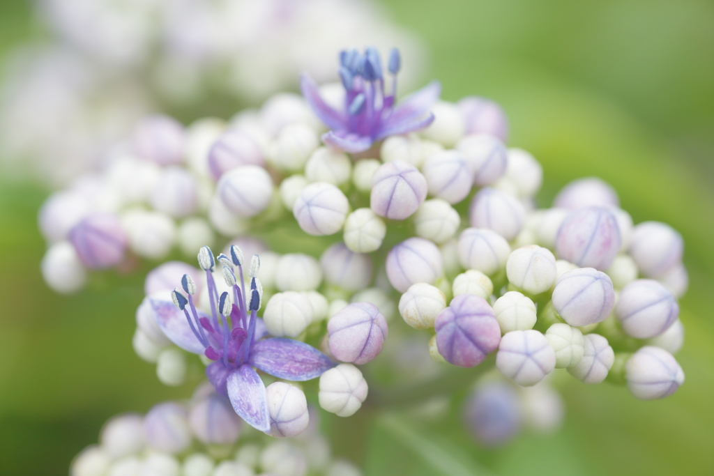 縁無し額紫陽花