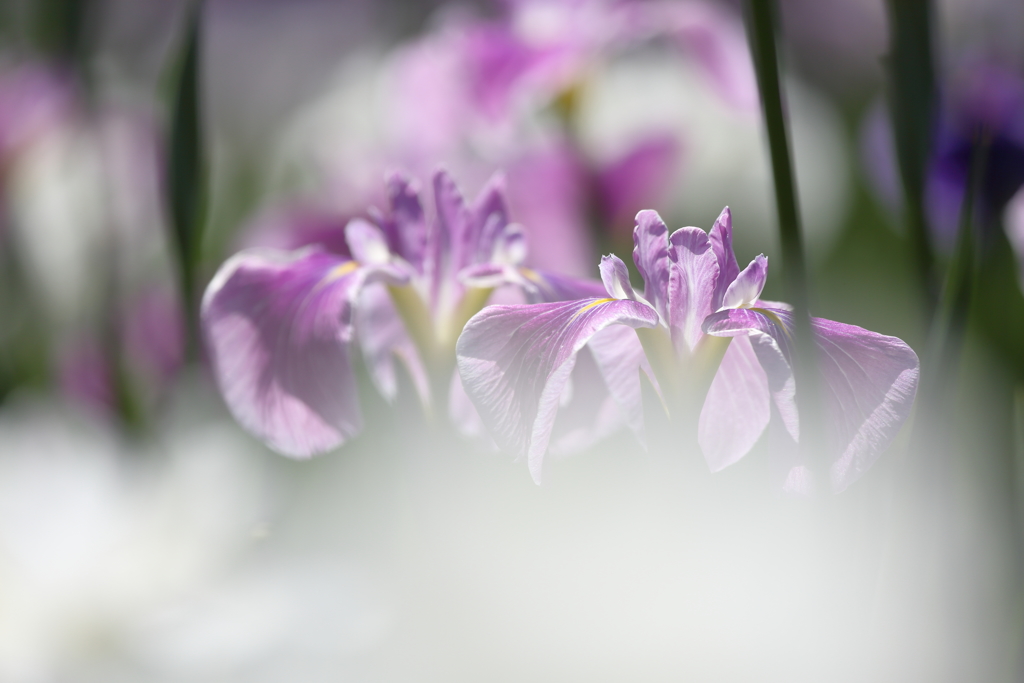 花菖蒲