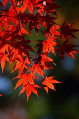 紅葉