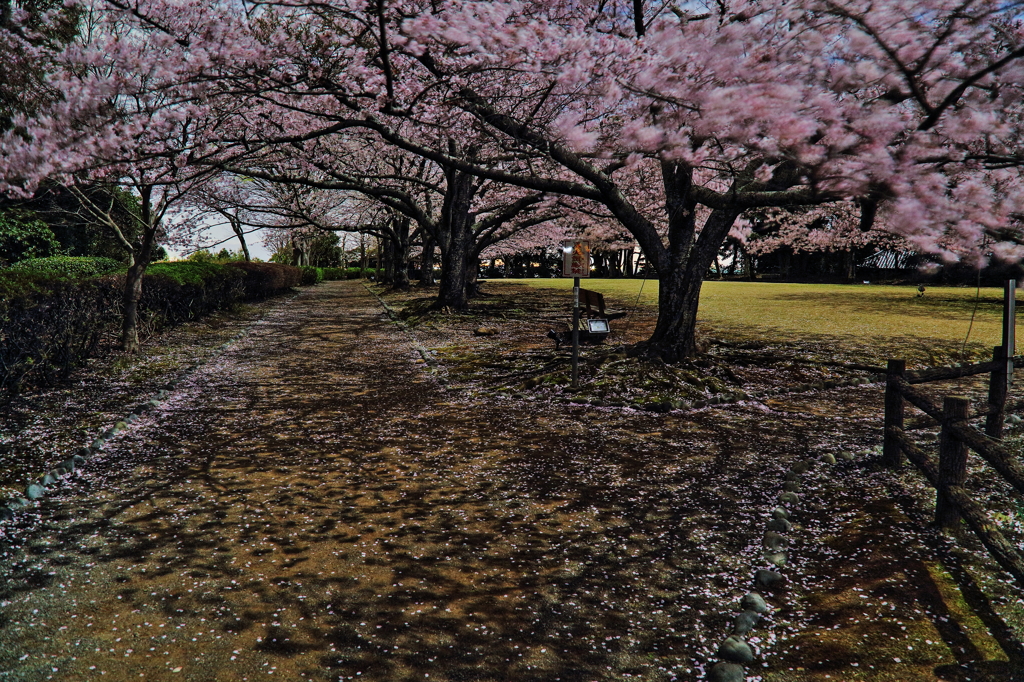 夜桜見物