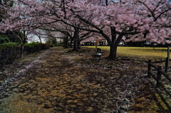 夜桜見物