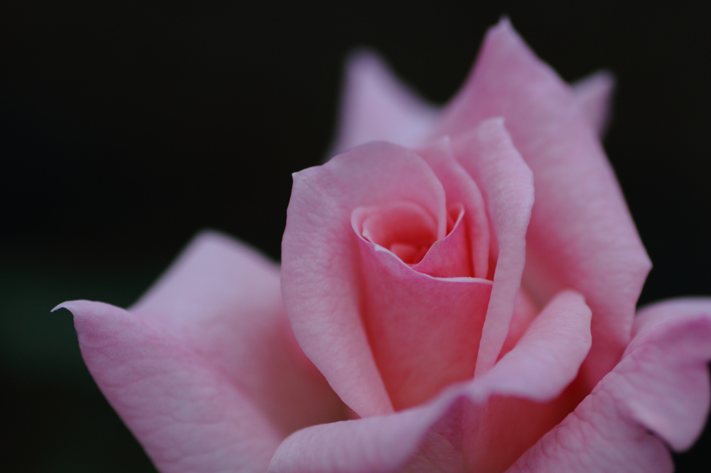 薔薇①