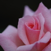 薔薇①