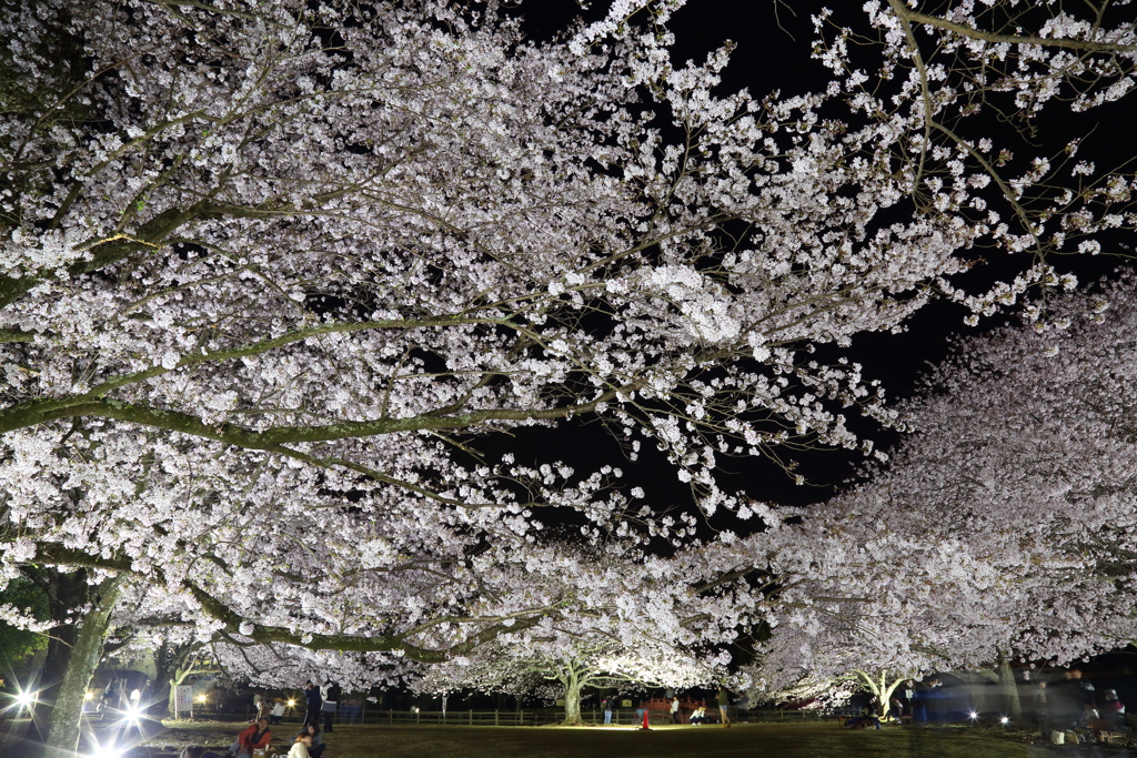 夜桜