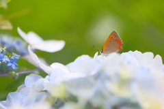 シジミチョウ