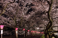 桜まつり