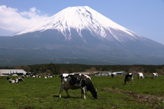 富士山とウシ