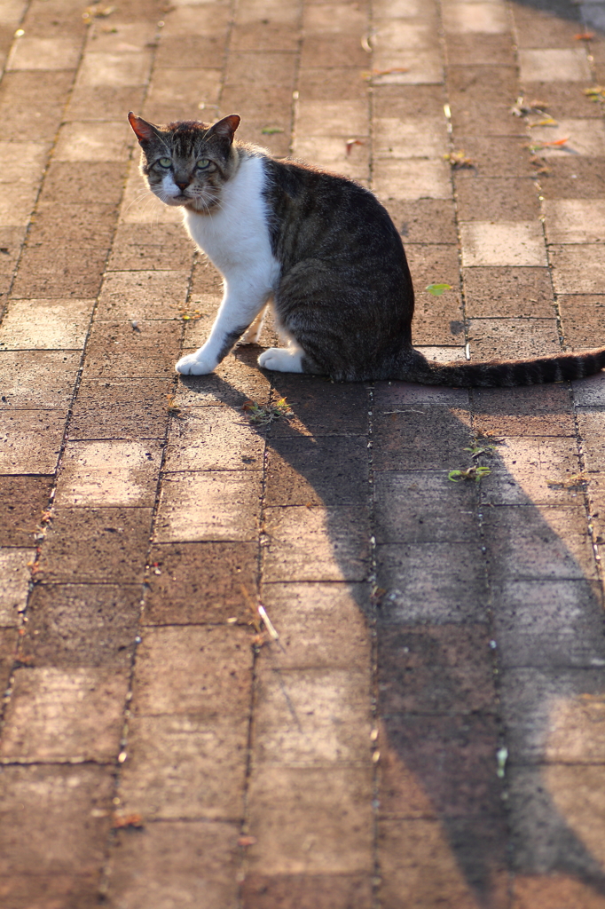 野良猫