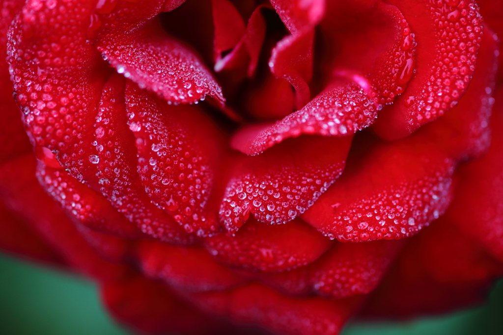 秋薔薇