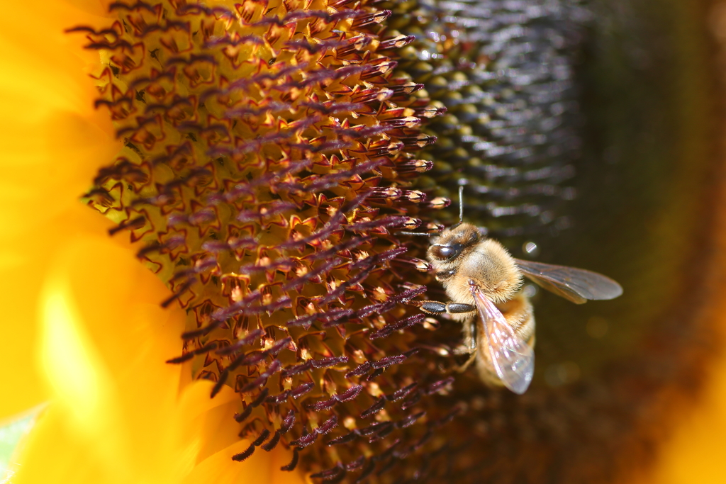 bee
