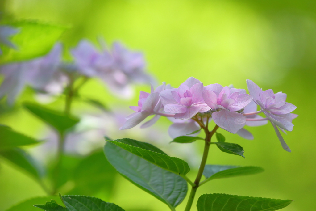 紫陽花