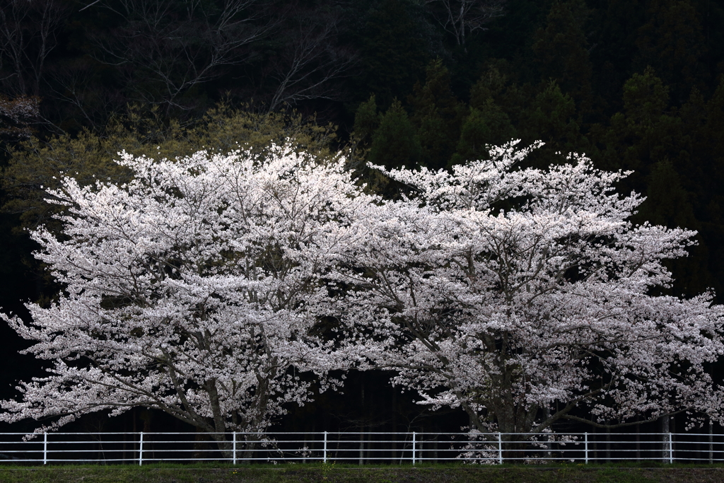 桜