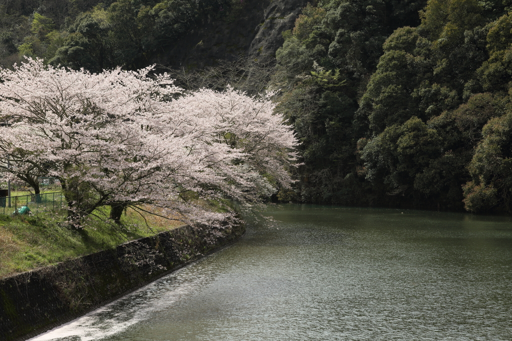 桜散る