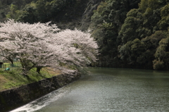 桜散る