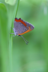 シジミチョウ