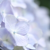 紫陽花
