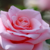 薔薇②