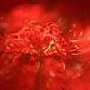 彼岸花