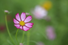 秋桜