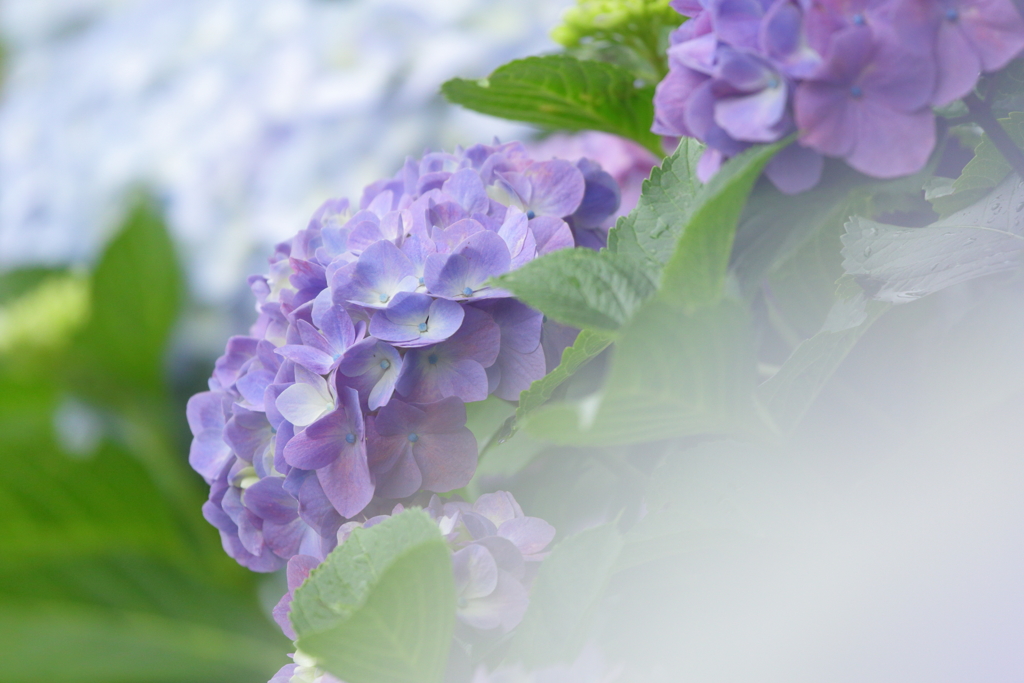 紫陽花