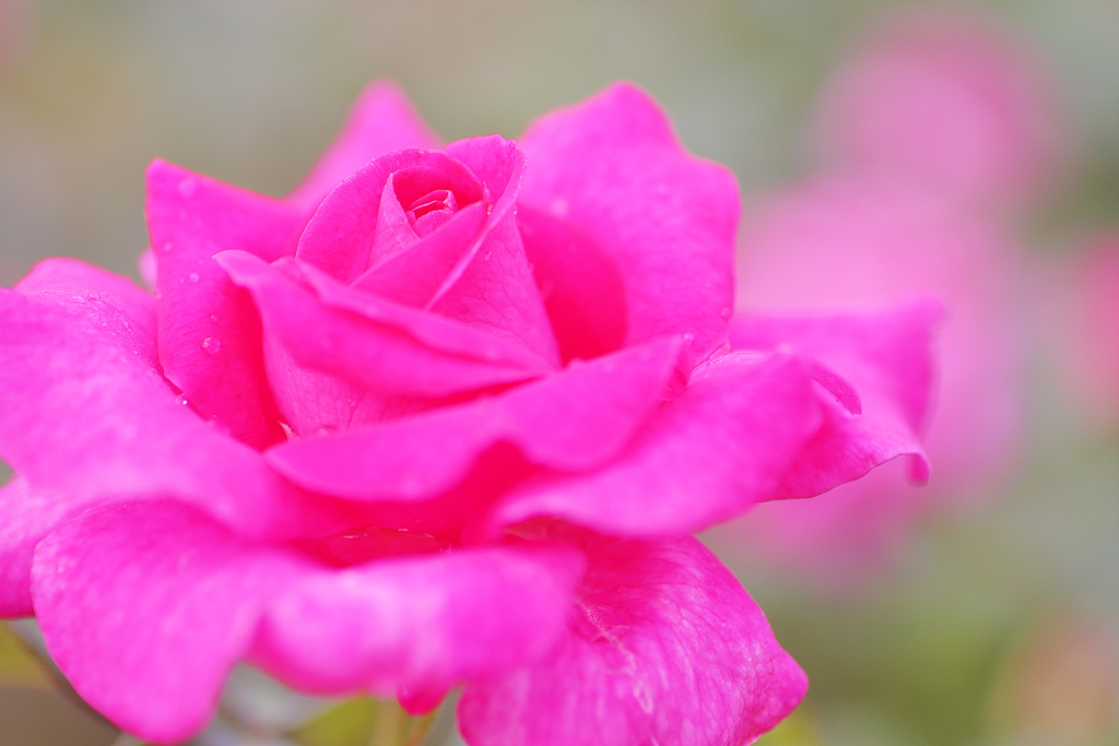 秋薔薇