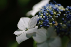 紫陽花