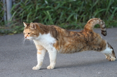 野良猫のび4連発