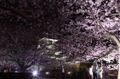 夜桜