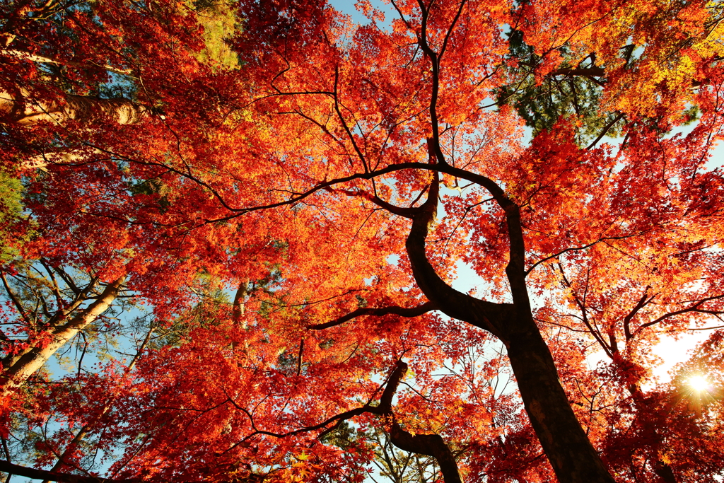 紅葉