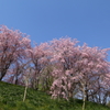 サクラ