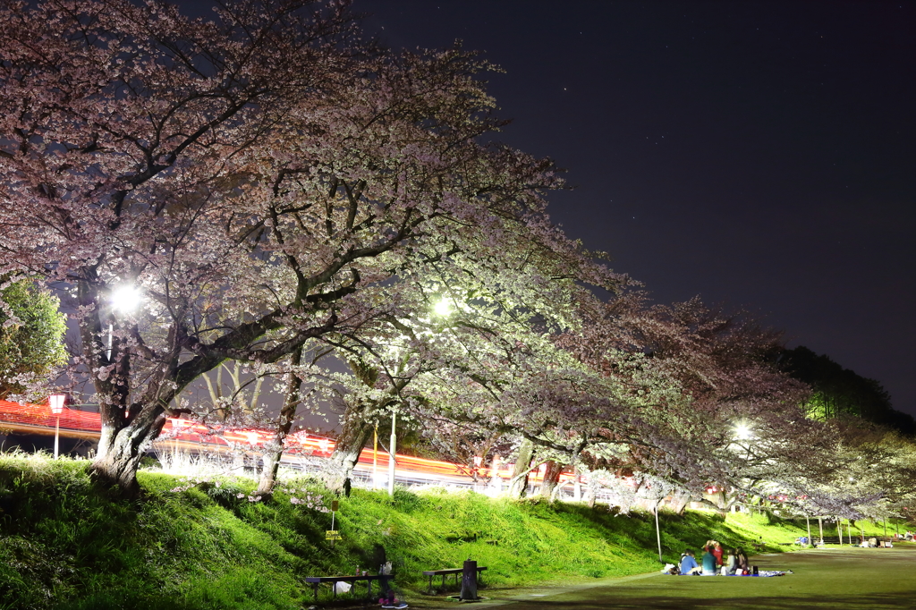 夜桜