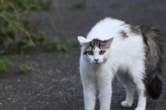 野良猫