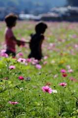 花摘み