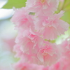 八重桜