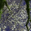 夜桜
