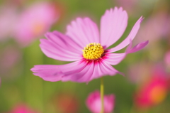 秋桜