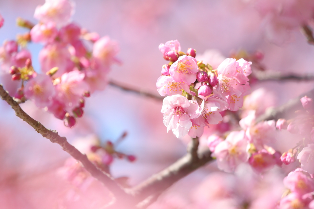 もうすぐ春ですねぇ