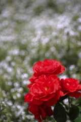 薔薇