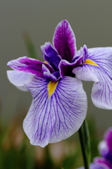 花菖蒲