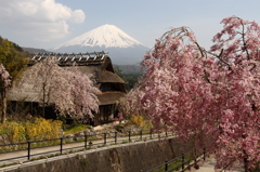 枝垂れ桜と茅葺き屋根と富士山