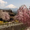 枝垂れ桜と茅葺き屋根と富士山